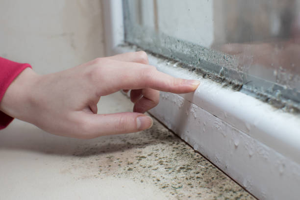 Reliable Bunk Foss, WA Mold Removal Solutions