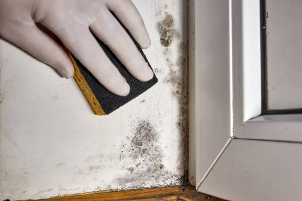 Best Attic Mold Removal  in Bunk Foss, WA